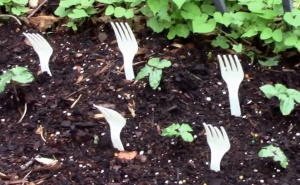 Zaštita biljaka od glodavaca: Plastične viljuške kao idealna barijera