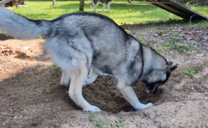 Znate li zašto psi kopaju rupe?
