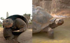 'Kraljica vrtova': Umrla kornjača koja je preživjela dvije pandemije i 20 američkih predsjednika