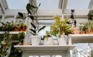 Kako održati biljke zdravima tokom zime: Ovo je vodič za decembar