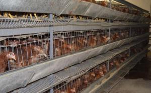 Naučnici upozoravaju: "Virus ptičje gripe bi mogao izazvati goru pandemiju od COVID - 19"