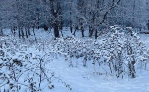 Mozgalica za jutarnje razgibavanje: Možete li vi naći psa na fotografiji?