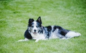 Mnogi će za praznike dobiti kućnog ljubimca: Savjeti za zdravog i sretnog psa