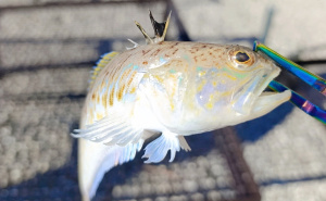 Objavljen i snimak: U Neumu ulovljena najotrovnija riba u Jadranu