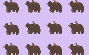 Test opažanja: Samo rijetki mogu pronaći drugačijeg medvjeda za manje od 10 sekundi