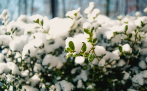 Želite rascvjetanu baštu na proljeće? Ovo morate uraditi u decembru