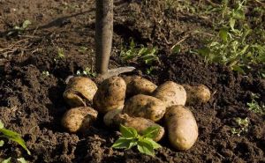 Savjeti iskusne ekspertice: Dodajte ovo i spriječit ćete klijanje krompira