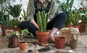 Sjajan trik za sobne biljke: Uradite ovo i spriječite da brzo uvenu