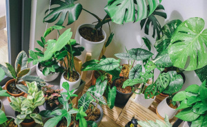 Jednostavne, lijepe i gotovo neuništive: Ovo su najbolje sobne biljke za početnike