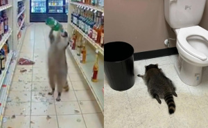 Hit na društvenim mrežama: Rakun provalio u prodavnicu alkohola, napio se i onesvijestio u toaletu