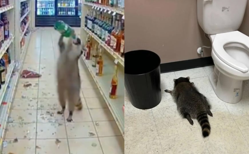 Hit na društvenim mrežama: Rakun provalio u prodavnicu alkohola, napio se i onesvijestio u toaletu