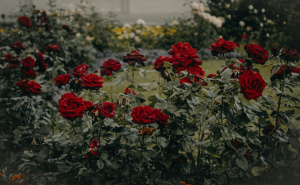 Najbolje metode za zimsku zaštitu ruža: Izbjegnite česte greške