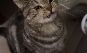 Neugodan miris u domu kućnih ljubimaca: Ovo bi mogao biti uzrok