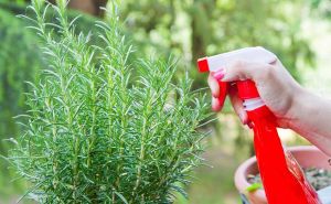 Kada i kako orezivati biljke: Ključna zimska priprema za proljetno cvjetanje