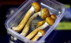 Od 2026. godine: Češka legalizirala medicinsku upotrebu "magičnih gljiva"