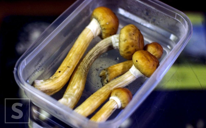 Od 2026. godine: Češka legalizirala medicinsku upotrebu "magičnih gljiva"