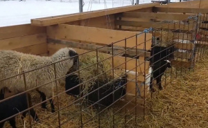 Prvi put potvrđena opasna kuga malih preživača u Hrvatskoj