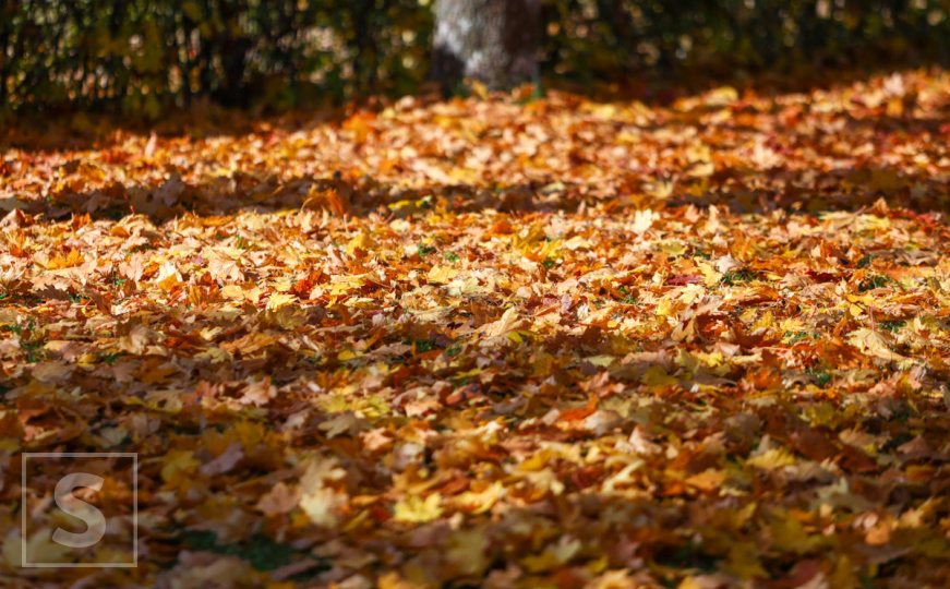 Ne bacajte opalo lišće iz vrta: Praktični savjeti britanske stručnjakinje