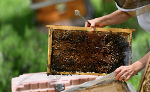 Pčelarstvo na jugu BiH i med koji nastaje tokom cijele godine