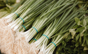 Odlični savjeti: Kako uzgojiti mladi luk tokom zime?