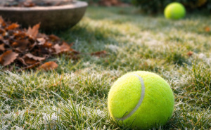 Već večeras ostavite teniske loptice razbacane po dvorištu: Stručnjaci otkrivaju iznenađujući razlog