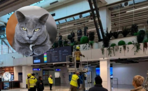 Nesvakidašnja situacija na Aerodromu Sarajevo: Putnici pobjegla mačka prilikom sigurnosnog pregleda