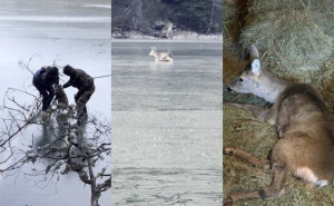 Vatrogasci i mještani spasili uplašenu srnu: Bježala od vukova pa zaglavila na zaleđenom jezeru