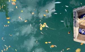 Adnan Repeša: Faruk Šehić - zelena voda