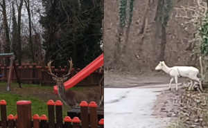 Građanin ostao u šoku: "Dva metra od mene stajao je jelen, a onda je prošla i albino srna"