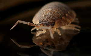 Važno upozorenje za sve koji putuju: Zaštitite svoju odjeću od grinja