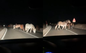 Snimljeni divlji konji na putu između Livna i Šujice: "Čim se pospe sol po cesti, oni su tu"