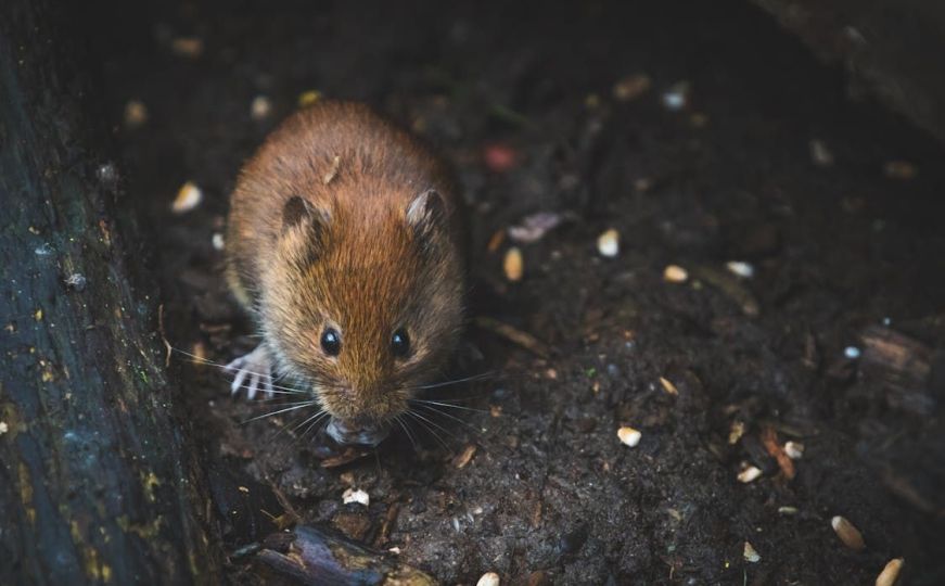 Kako osigurati vrt od glodara: Zaštitite zdravlje biljaka i ljudi