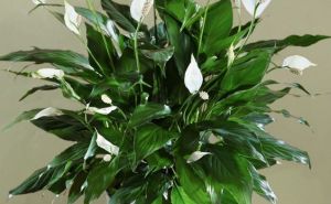 Pravilna njega ljiljana mira: Idealan vodič za početnike