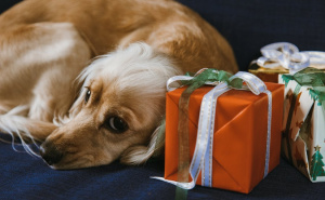 Reci petardama NE: Neka Nova godina počne bez panike i straha za pse, mačke, ptice...