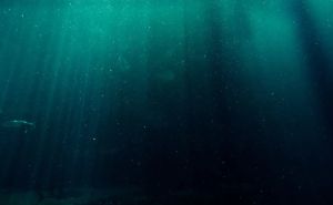 Nevjerovatno otkriće na Novu godinu: Naučnici pronašli tajanstvenog dubokomorskog predatora