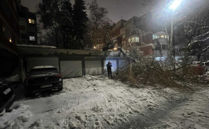 Palo drvo i u sarajevskom naselju Ciglane: Građani u svakodnevnoj opasnosti