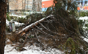 Nakon smrti žene na koju je palo stablo: Šumarski fakultet traži hitne mjere za sigurnost građana