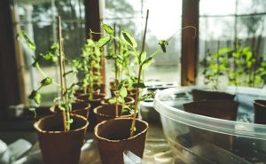 Vrt u januaru: Ove biljke treba orezati sada za biljku