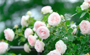 Uradite ovo sa vašim ružama sada: Spriječit će pojavu crnih mrlja