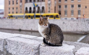 Jeste li vidjeli Fatmira? Nestao popularni sarajevski mačak