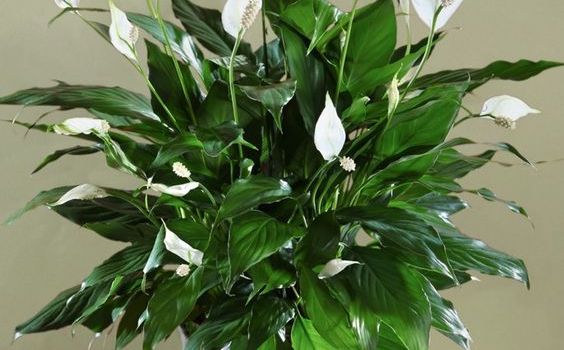 Pravilno orezivanje ljiljana mira: Pogledajte šta savjetuju stručnjaci