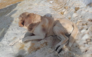 Na gradskom groblju u Sarajevu upucan pas: Preminuo uprkos brzoj intervenciji građana