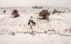Prizori kao iz bajke: Divlji konji i beskrajne livade u srcu Bosne i Hercegovine
