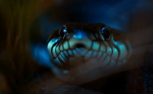 Vrhunski predator: Naučnici otkrili zmiju veličine autobusa