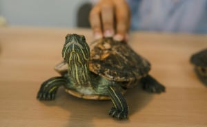 Bizaran pokušaj šverca u Beču: Kod putnika iz BiH pronašli grčku kornjaču