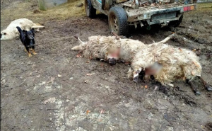 Strah među mještanima kod Prozora: Čopor vukova napao stotinu ovaca i koza