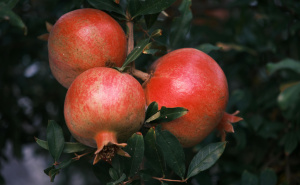Najbolji način za rezanje nara: Mnogi to rade pogrešno