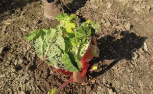 Ključni zadaci za pripremu vrta za proljeće: Ovo morate obavezno napraviti