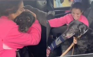 Dirljiva priča iz Španije: Pas spašen četiri dana nakon željezničke nesreće