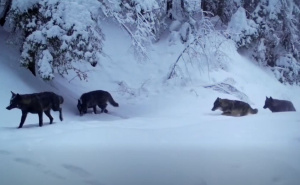Pogledajte kadrove s Plitvičkih jezera: Čopor vukova u potrazi za hranom